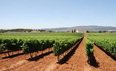 Alentejo Vineyards